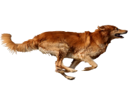 dog running png